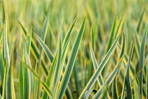 Yucca fil. 'Bright Edge' 30- 40   C - afbeelding 2