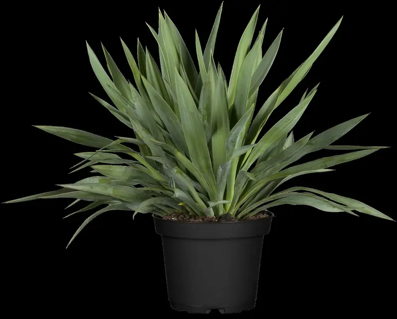yucca gloriosa (80-100 cm)