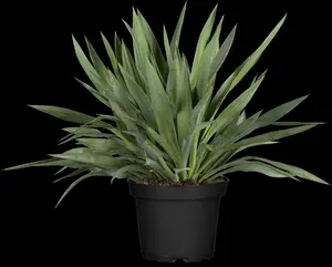 yucca gloriosa (80-100 cm)