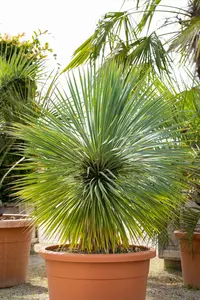 Yucca rostrata 100-125 C35