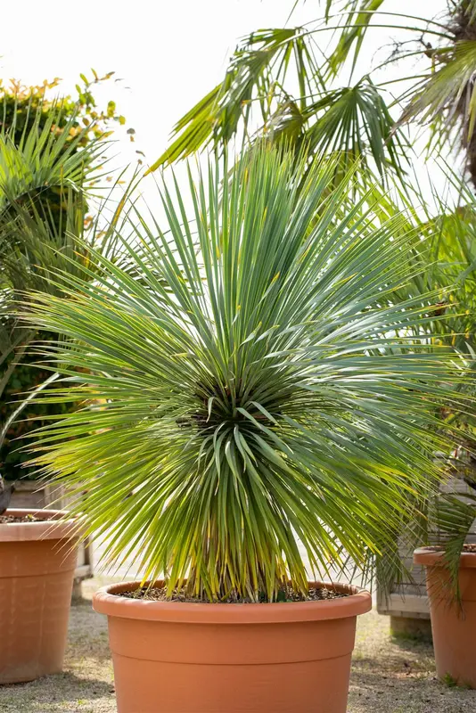 Yucca rostrata 100-125   C35 - afbeelding 2
