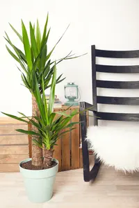 yucca vertakt p27 - afbeelding 2