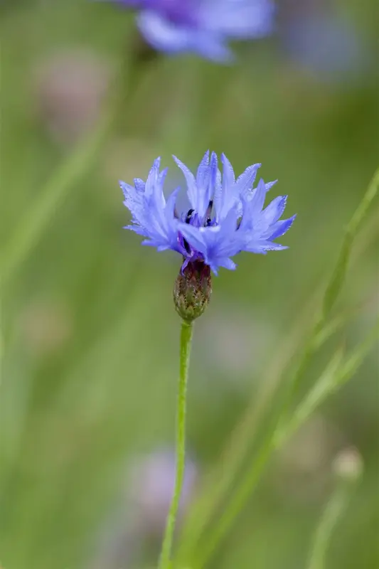 zaden centaurea cyanus - afbeelding 2