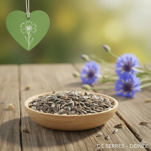 zaden centaurea cyanus - afbeelding 1