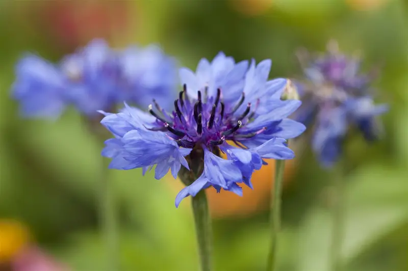 zaden centaurea cyanus - afbeelding 3