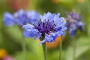 zaden centaurea cyanus - afbeelding 3