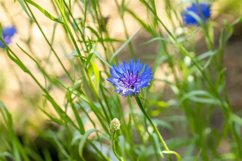 zaden centaurea cyanus - afbeelding 4