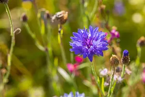 zaden centaurea cyanus - afbeelding 5