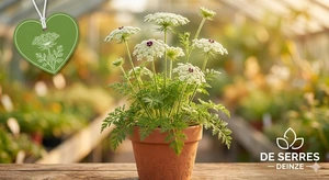 zaden daurus carota - afbeelding 1