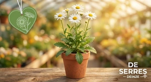 zaden leucanthemum vulgare - afbeelding 1