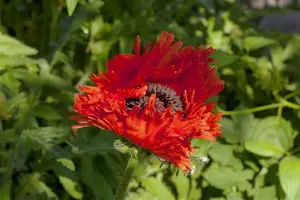 zaden papaver rhoeas - afbeelding 4