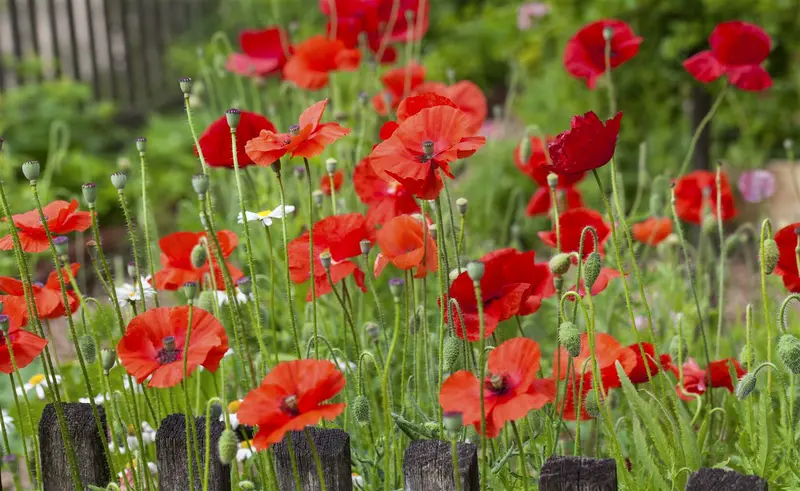 zaden papaver rhoeas - afbeelding 6