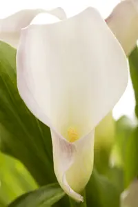 aethiopica - afbeelding 2