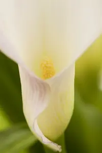 aethiopica - afbeelding 3