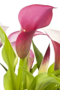 aethiopica - afbeelding 5