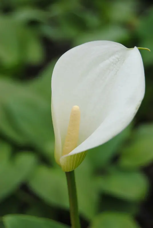 aethiopica - afbeelding 4