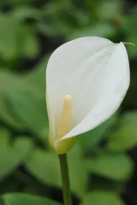 aethiopica - afbeelding 4