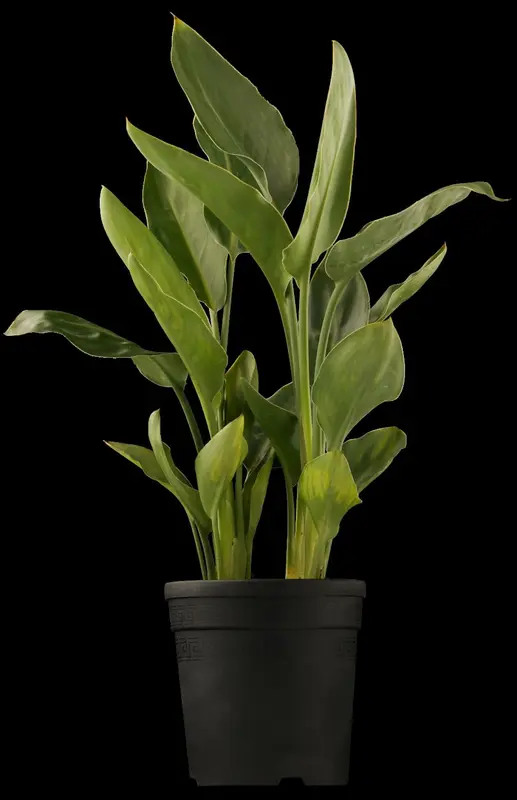 aethiopica - afbeelding 1