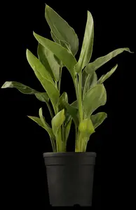 aethiopica - afbeelding 5