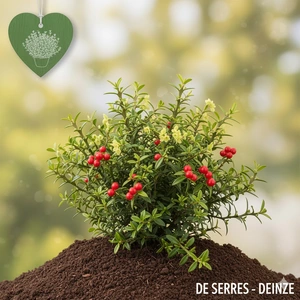 Zanthoxylum simulans C20 (200-250)