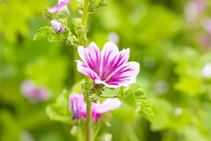 malva sylvestris 'zebrina' P9 - afbeelding 5