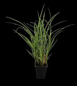 miscanthus sin. 'zebrinus' P9 - afbeelding 5