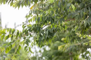 Zelkova serrata 10/12 HO BW - afbeelding 10