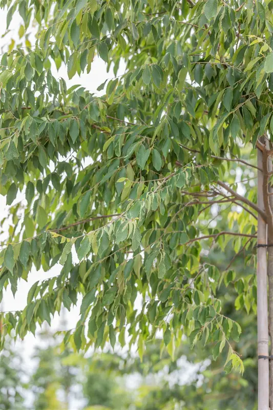 Zelkova serrata 175-200   C35 MRST - afbeelding 8