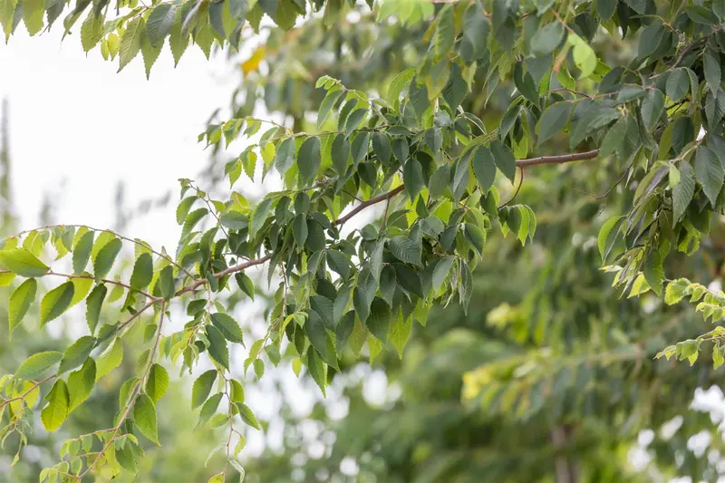 Zelkova serrata 175-200   C35 MRST - afbeelding 4