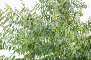 Zelkova serrata 175-200   C35 MRST - afbeelding 6