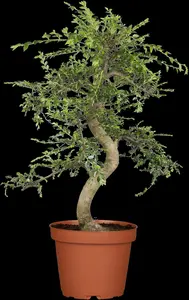zelkova serrata 20/25 - afbeelding 5
