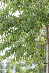 Zelkova serrata 300-350   DKL MRST EXTRA - afbeelding 8