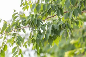 Zelkova serrata 350-400   DKL MRST EXTRA - afbeelding 5