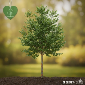 Zelkova serrata 'Green Vase' 12/14 C (HO)