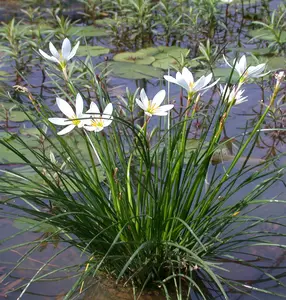 Zephyrantes candida P9