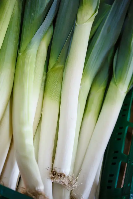 zomerprei zomer dikke lange - afbeelding 6