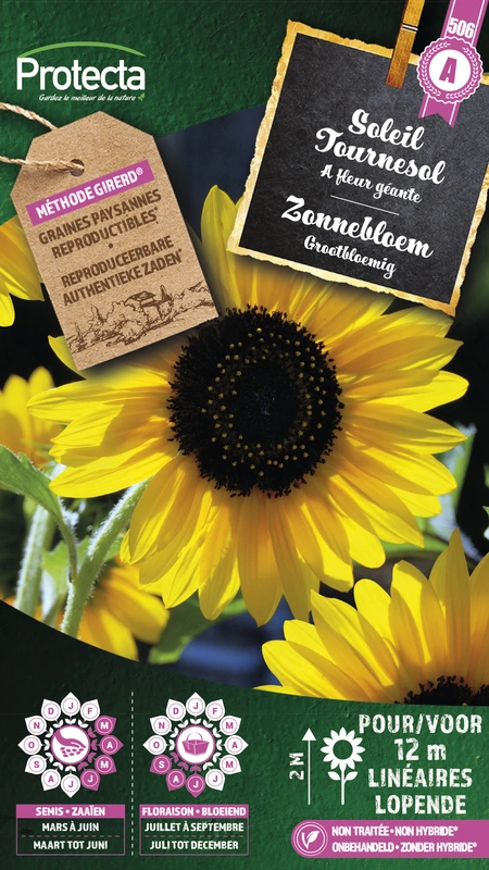 zonnebloem grootbloemig