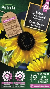 zonnebloem grootbloemig